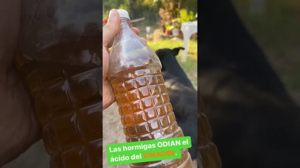 Métodos naturales para evitar plagas en zonas de carga y descarga en oficinas