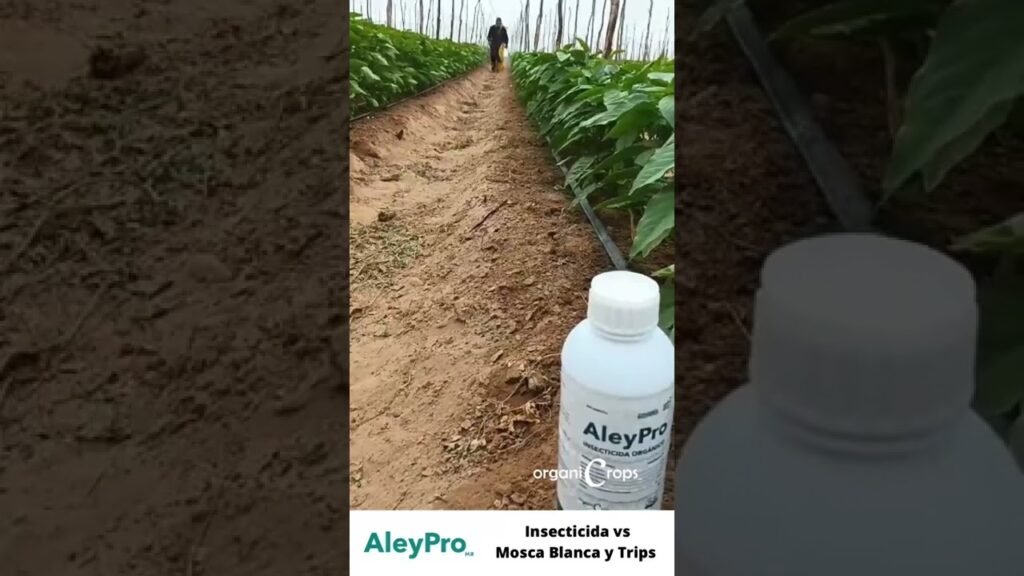 Productos recomendados para control de plagas en salas de reuniones
