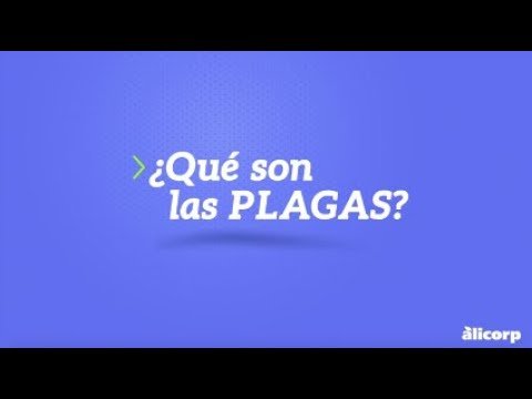 Checklist de prevención de plagas en oficinas administrativas