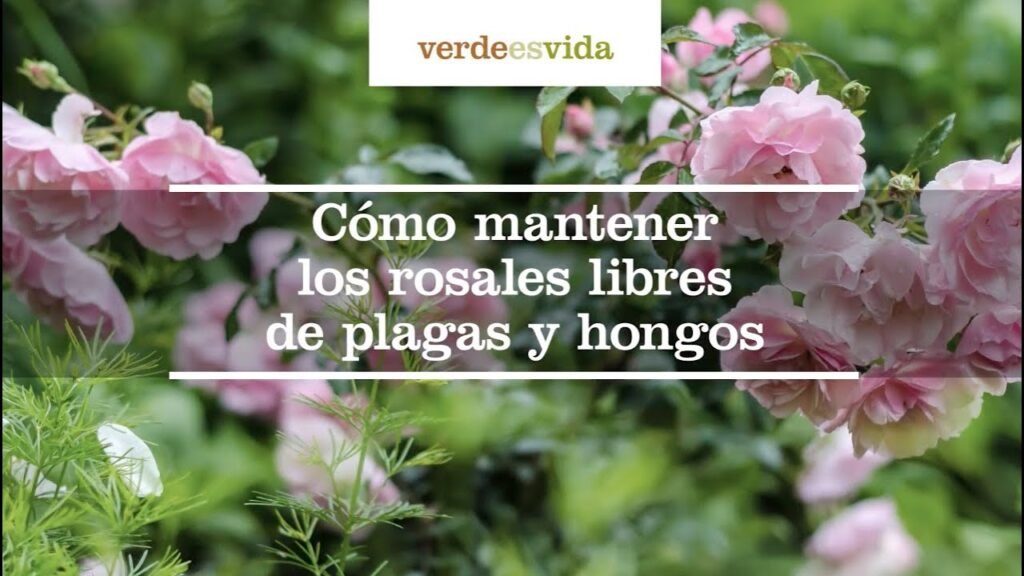 Cómo prevenir plagas en centros corporativos de manera efectiva