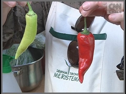 Cómo prevenir plagas en salas de reuniones de manera efectiva