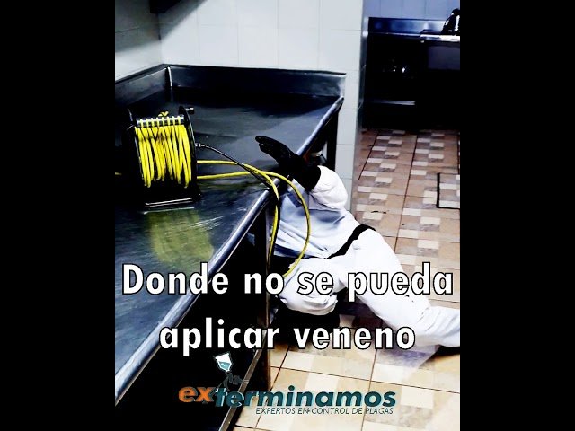 Cómo proteger áreas de cocina en oficinas contra plagas sin usar químicos fuertes