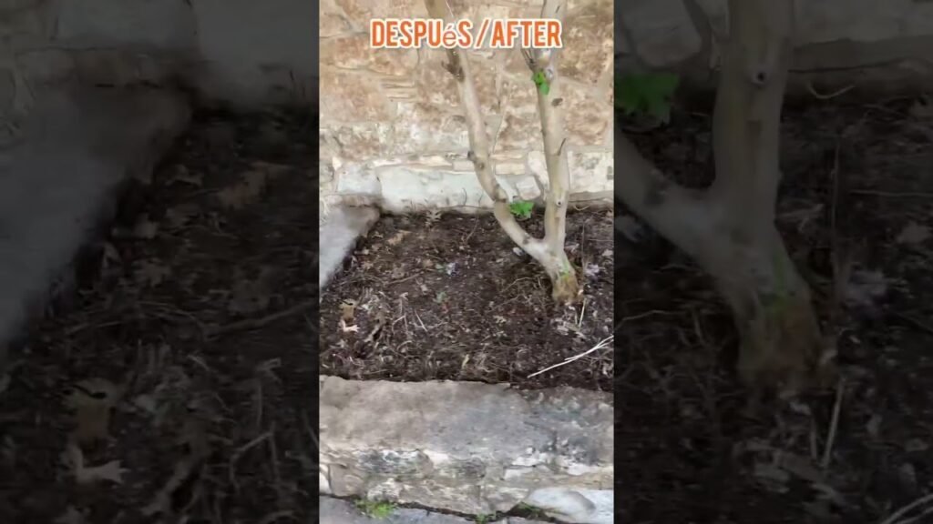 Consejos para aplicar limpieza ecológica en jardines