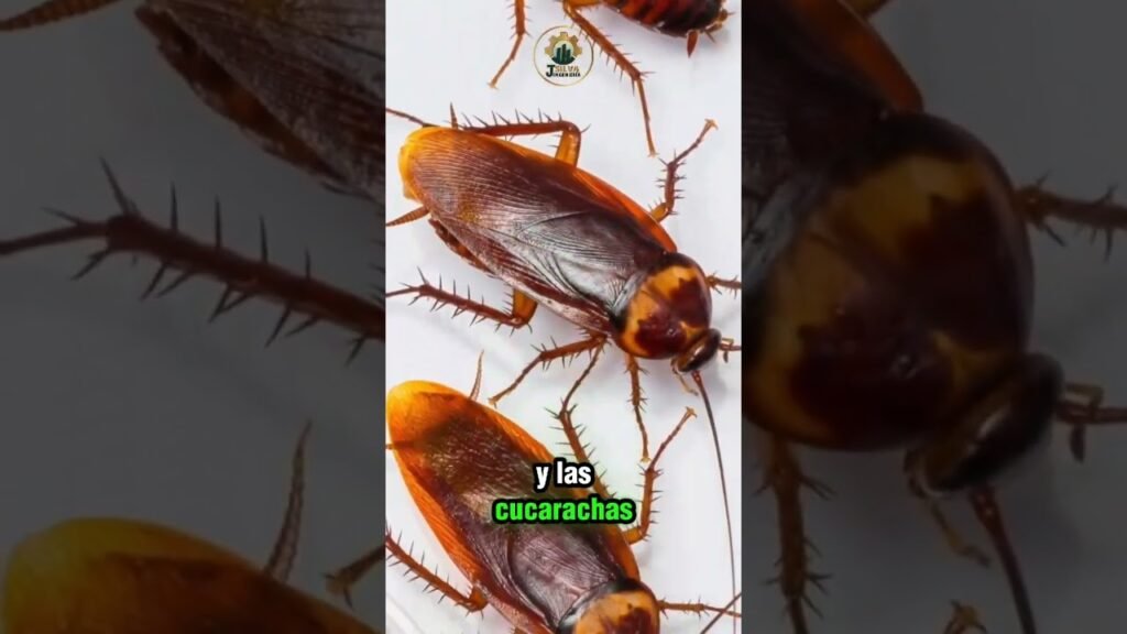 Consejos para mantener áreas de cocina en oficinas libre de plagas