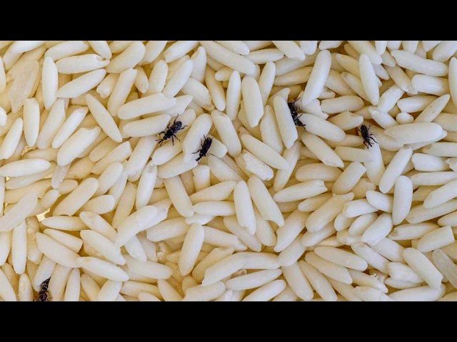 Métodos naturales para evitar plagas en almacenes internos de oficina