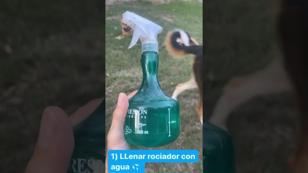 Métodos naturales para evitar plagas en áreas de cocina en oficinas