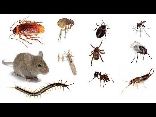 Métodos naturales para evitar plagas en comedores corporativos