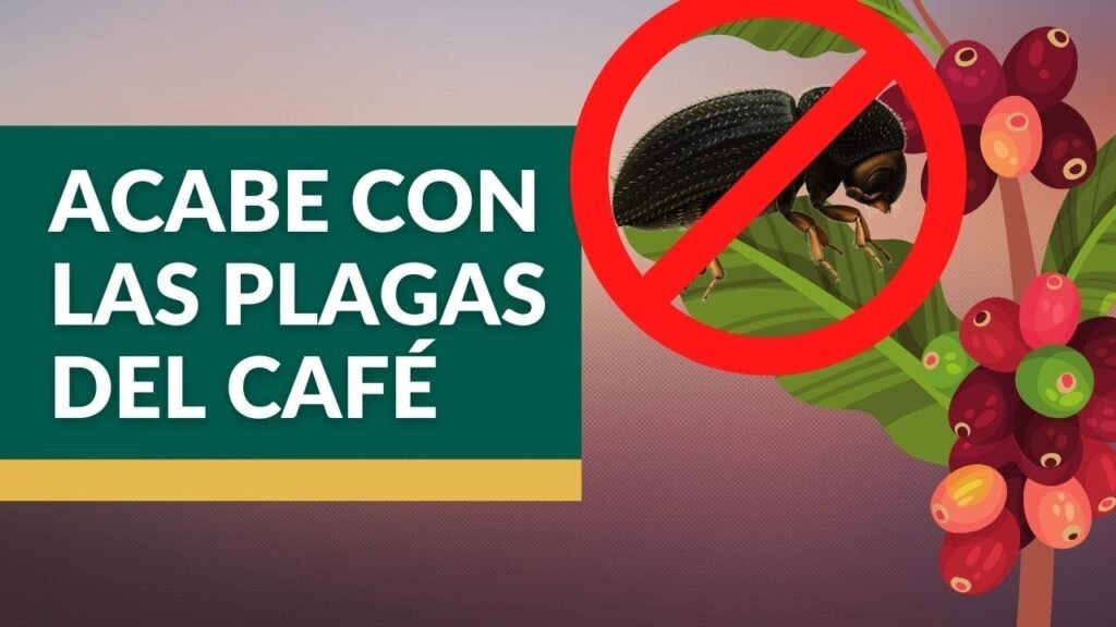 Señales de infestación de plagas en áreas de cafetería en oficinas y cómo actuar