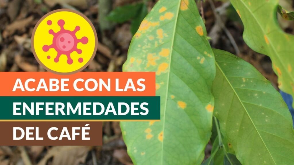 Señales de infestación de plagas en áreas de cafetería en oficinas y cómo actuar