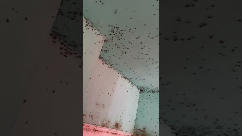 Señales de infestación de plagas en centros corporativos y cómo actuar