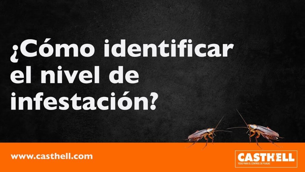 Señales de infestación de plagas en comedores corporativos y cómo actuar